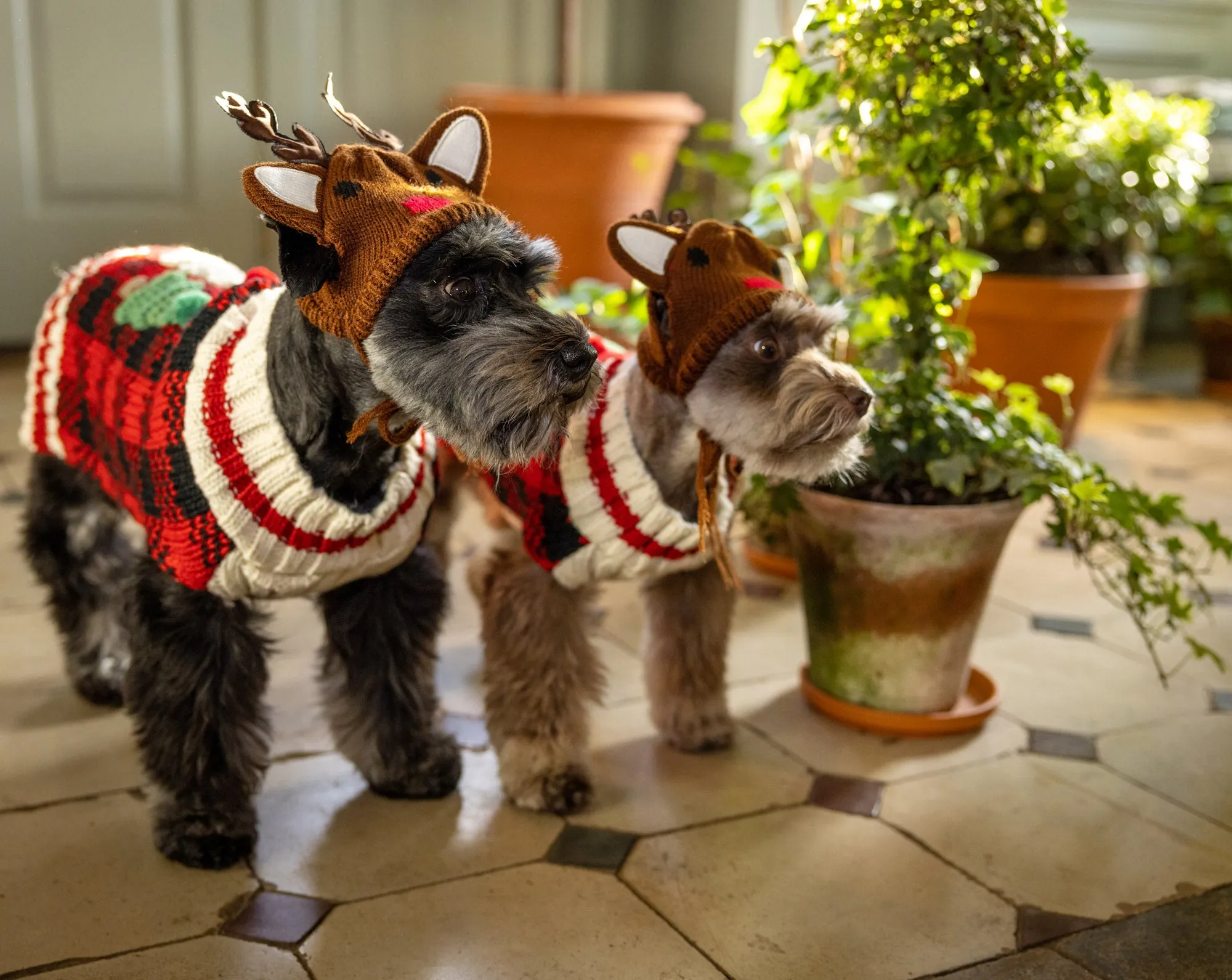 Canine Styles Holiday - Reindeer Dog Hat