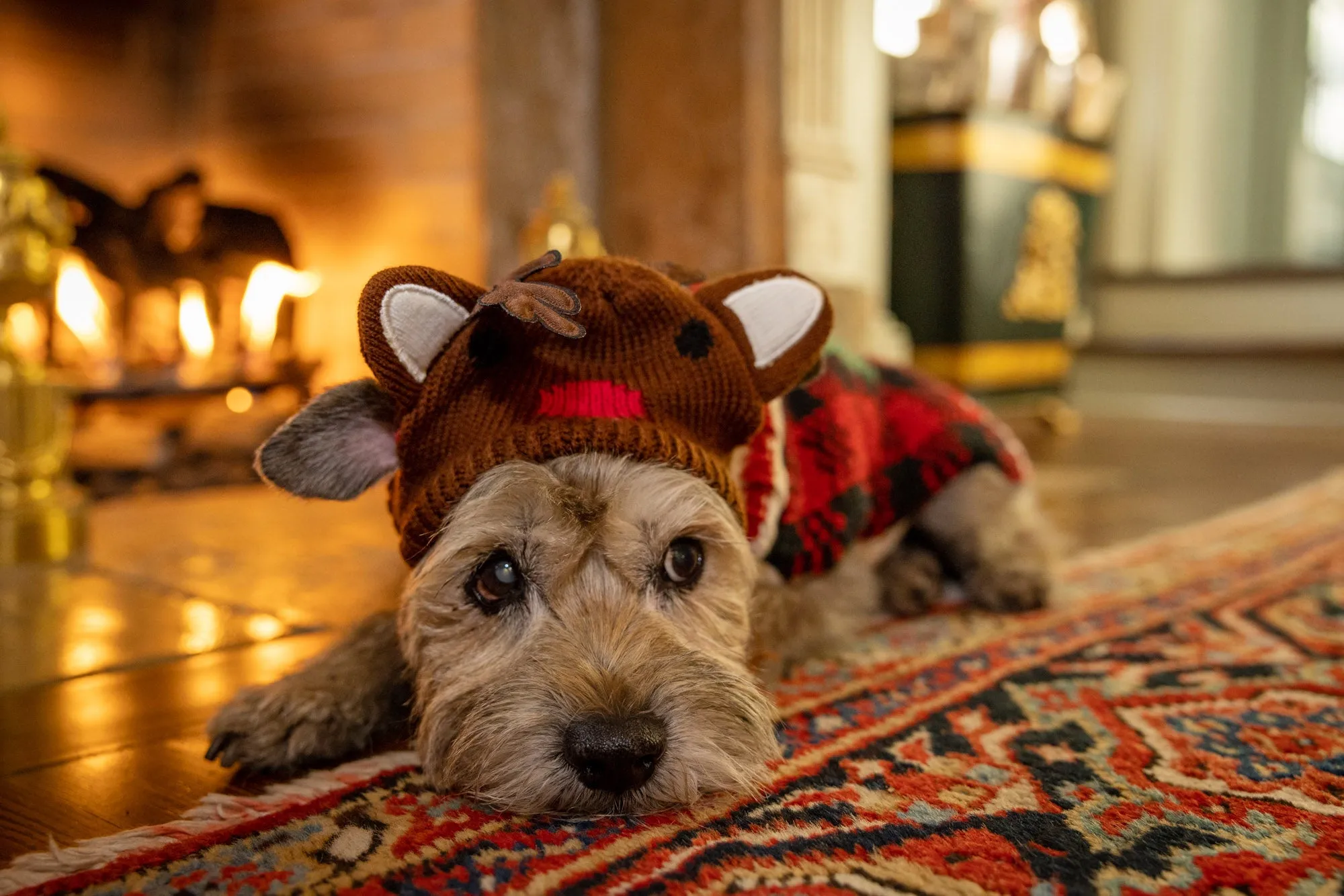 Canine Styles Holiday - Reindeer Dog Hat