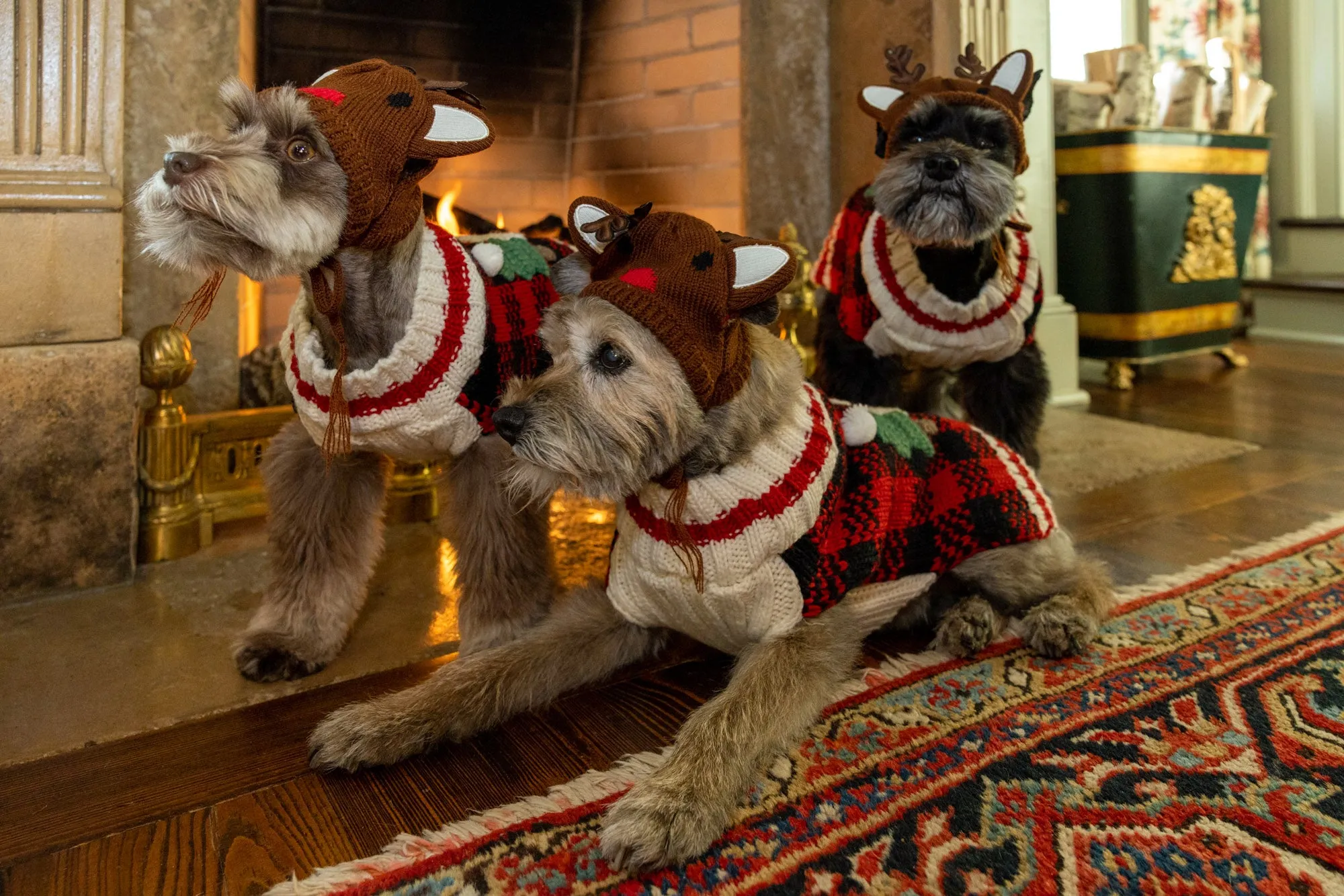 Canine Styles Holiday - Reindeer Dog Hat